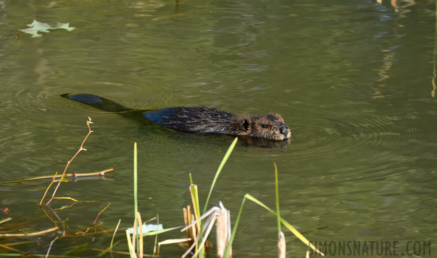 Castor canadensis [400 mm, 1/640 sec at f / 8.0, ISO 1600]